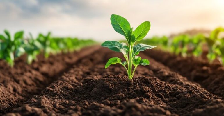 What You Can Expect from a Master’s in Soil Science