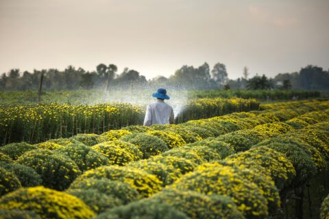 The Role of Government Policies in Shaping Agricultural Practices